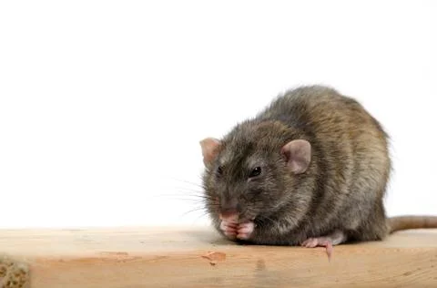 Rat eats wood. Stock Photos