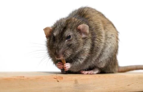 Rat eats wood. Stock Photos
