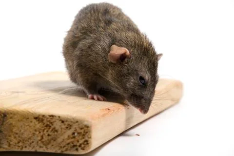 Rat eats wood. Stock Photos
