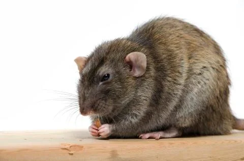 Rat eats wood. Stock Photos