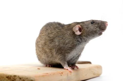 Rat eats wood. Stock Photos