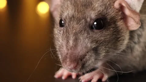 Rat face in red Santa hat close-up. Mouse isolated on black background Stock-Footage 291198228