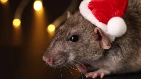 Rat face in red Santa hat close-up. Mouse isolated on black background Stock Footage 291198420
