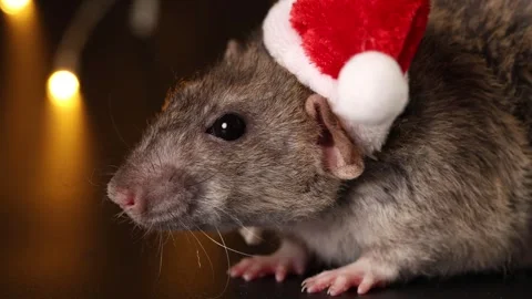 Rat face in red Santa hat close-up. Mouse isolated on black background Stock Footage 291198593