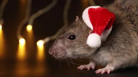 Rat face in red Santa hat close-up. Mouse isolated on black background Stock Footage 291198726