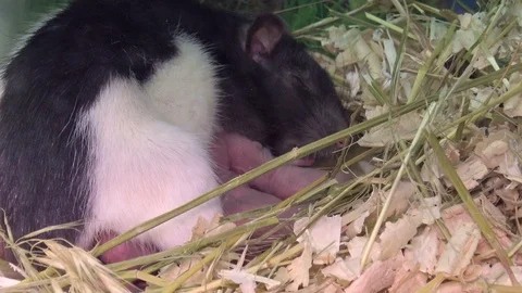 The rat feeds its young with milk. Little rats suck mother's milk Stock Footage 87311653