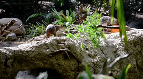 Rat Stock Footage 32481736