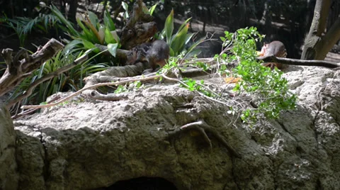 Rat Stock Footage 32481753