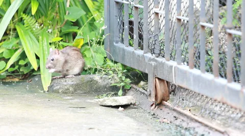 Rat Stock Footage 35668772