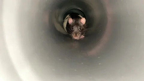 Rat Stock Footage 224746025