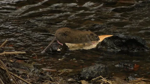 Rat 스톡 동영상 301018904