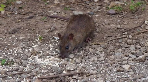 Rat foraging for food in the wild Stock Footage 55407514