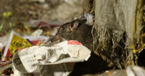 Rat in a Garbage Stock Footage 101843943