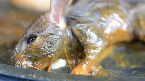 Rat on glue trap. Stockbeeldmateriaal 76290102