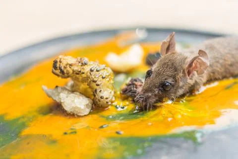 Rat in glue trap Stock Photos