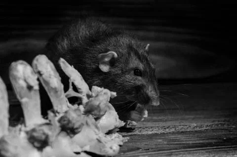 Rat gnaws bone. Stock Photos