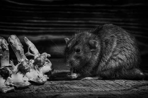 Rat gnaws bone. Stock Photos