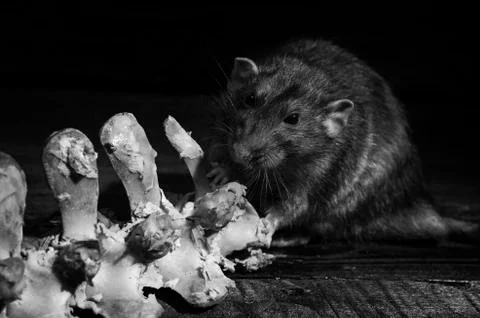 Rat gnaws bone. Stock Photos