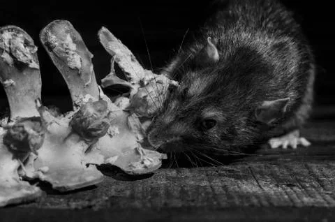 Rat gnaws bone. Stock Photos