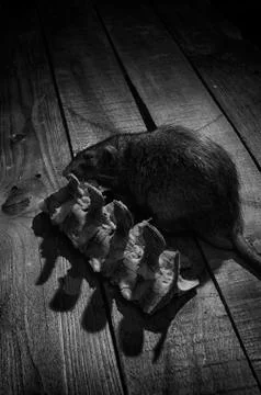 Rat gnaws bone. Stock Photos