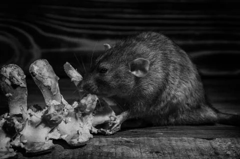 Rat gnaws bone. Stock Photos