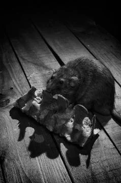 Rat gnaws bone. Stock Photos