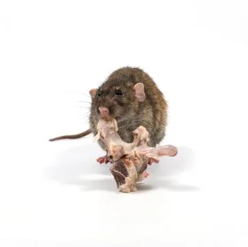 Rat gnaws bone. Stock Photos