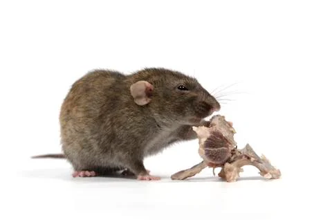 Rat gnaws bone. Stock Photos