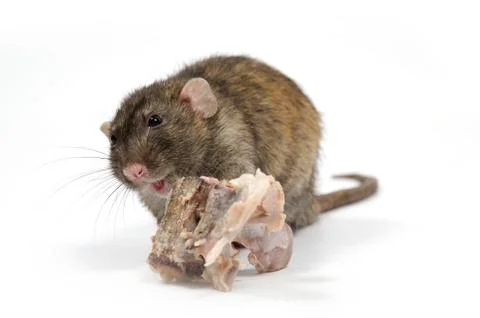 Rat gnaws bone. Stock Photos