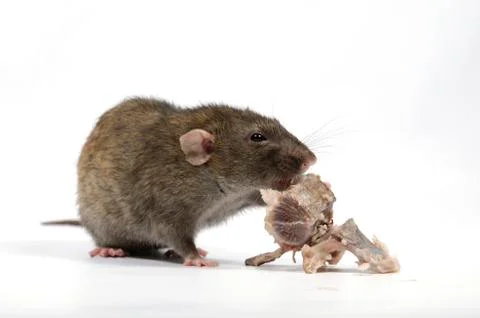 Rat gnaws bone. Stock Photos