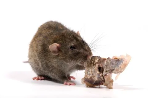 Rat gnaws bone. Stock Photos