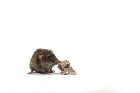 Rat gnaws bone. Stock Photos