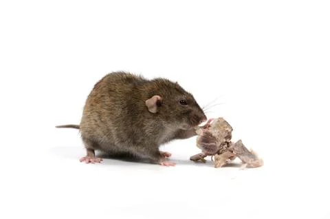 Rat gnaws bone. Stock Photos