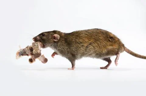 Rat gnaws bone. Stock Photos
