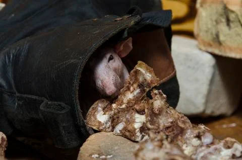 Rat gnaws bone. Stock Photos