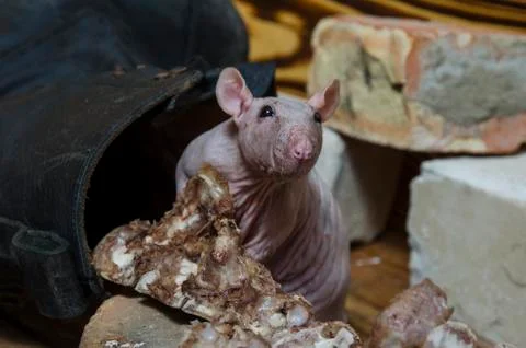 Rat gnaws bone. Stock Photos