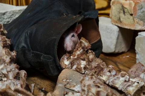 Rat gnaws bone. Stock Photos
