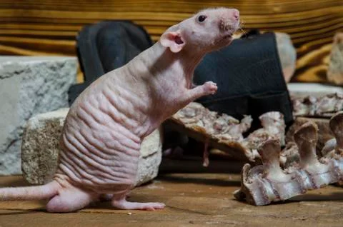 Rat gnaws bone. Stock Photos