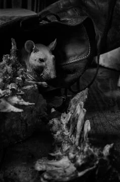 Rat gnaws bone. Stock Photos