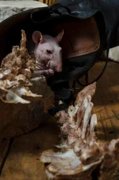 Rat gnaws bone. Foto stock