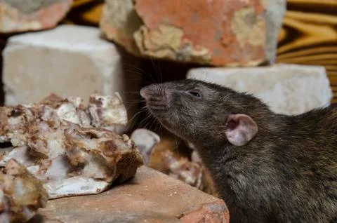 Rat gnaws bone. Stock Photos