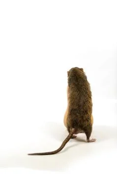 A rat gnaws a pumpkin. Stock Photos