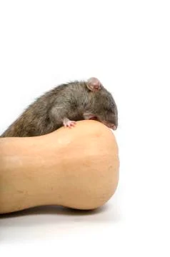 A rat gnaws a pumpkin. Stock Photos