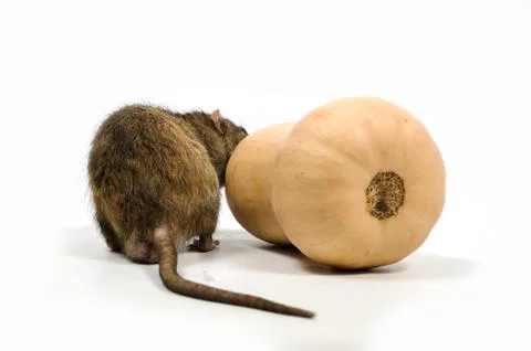 A rat gnaws a pumpkin. Stock Photos