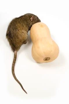 A rat gnaws a pumpkin. Stock Photos