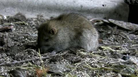Rat goes away Vídeos de archivo 20765836