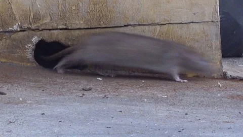 Rat going through holes. Stock Footage 83607808