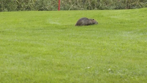 Rat on golf course Stock Footage 104865649