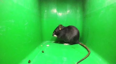 Rat on a green background Video stock 50946373