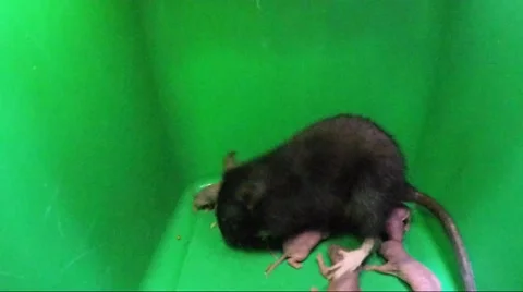 Rat on a green background Video stock 50946379